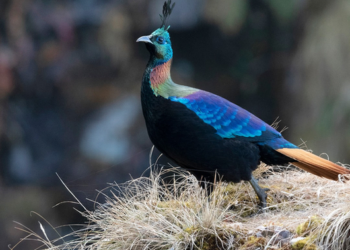 Bhimgad Wildlife Sanctuary