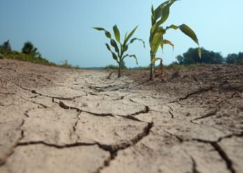 Belagavi district faces severe drought in 13 taluks