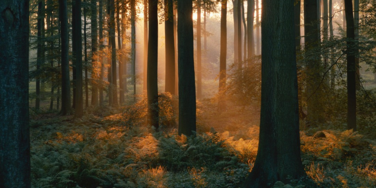 8 Forest department officials assaulted by villagers in Belagavi district