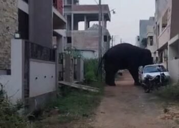 Wild Elephant Sighted on the Outskirts of Belgaum