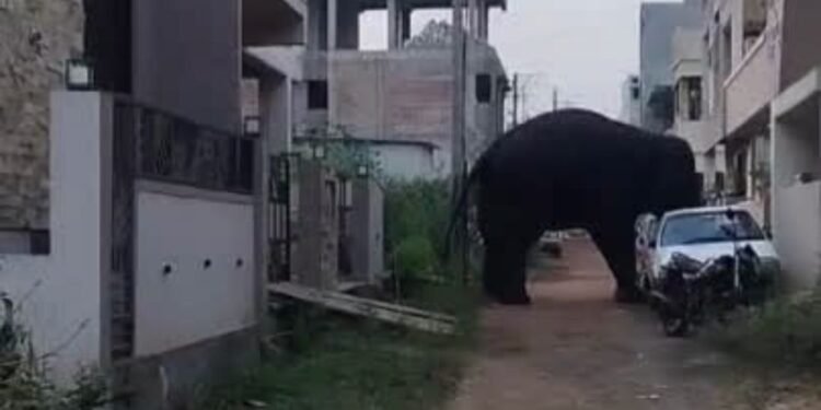 Wild Elephant Sighted on the Outskirts of Belgaum