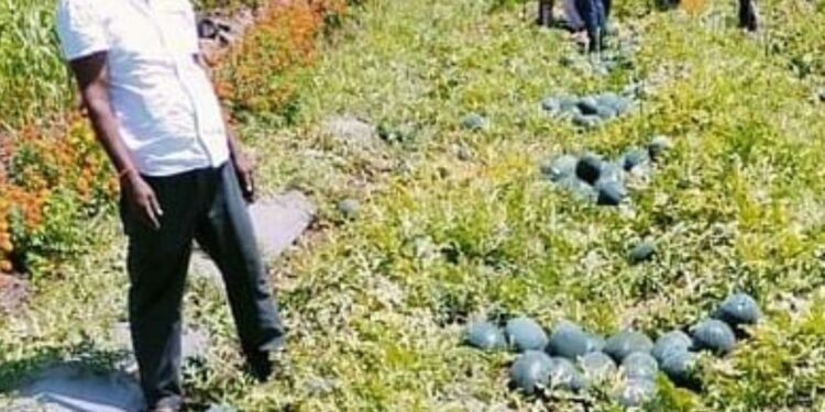 Innovative Farming Techniques Yield Rich Harvest for Belgaum Farmer