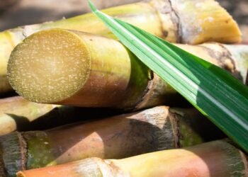 Notices Sent to 13 Sugar Factories for Pending Dues