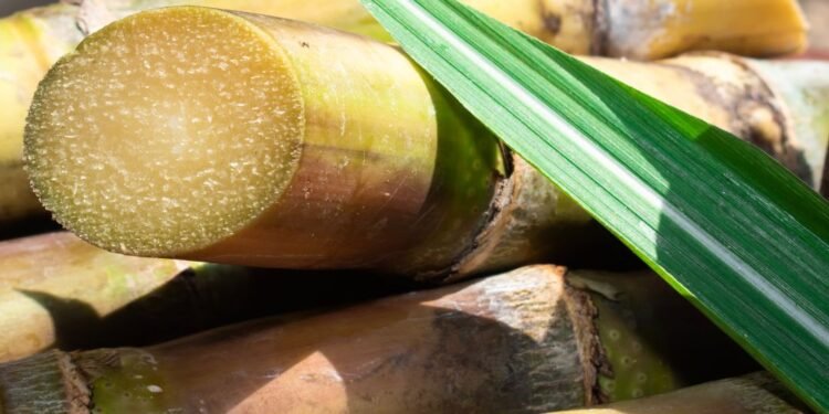 Notices Sent to 13 Sugar Factories for Pending Dues