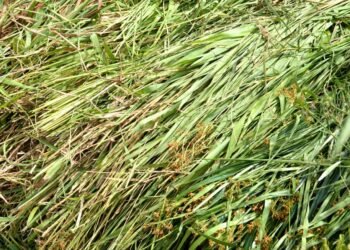 Belgaum Introduces Helpline Numbers for Fodder Distribution