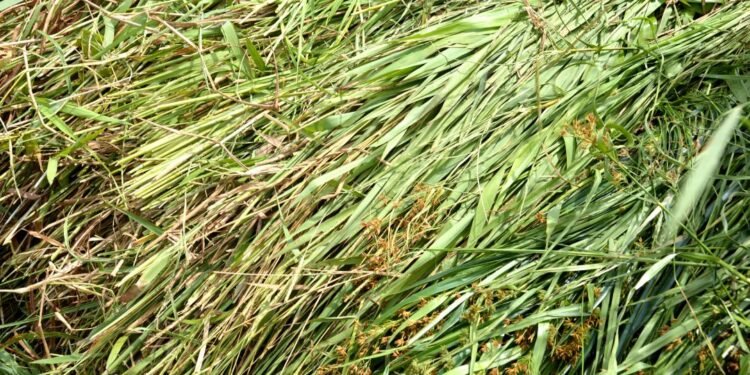 Belgaum Introduces Helpline Numbers for Fodder Distribution