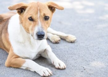 Belgaum Animal Rights Activists Urge Stricter Measures for Stray Dog Control