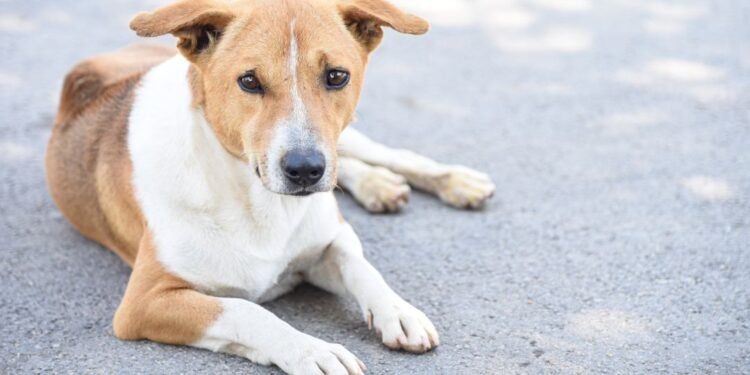 Belgaum Animal Rights Activists Urge Stricter Measures for Stray Dog Control