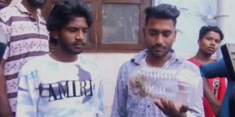 Belgaum Resident Captures Snake After Being Bitten, Takes Unusual Step for Treatment