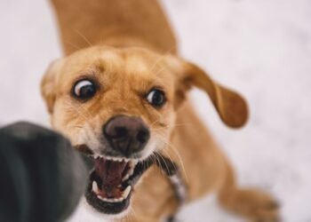 Child Injured in Stray Dog Attack in Belgaum’s New Gandhi Nagar