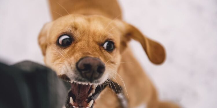 Child Injured in Stray Dog Attack in Belgaum’s New Gandhi Nagar