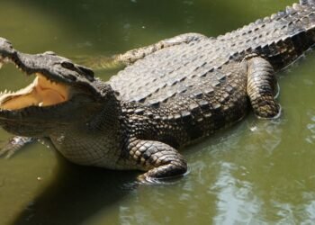 Elderly Farmer Fatally Attacked by Crocodile in Belgaum