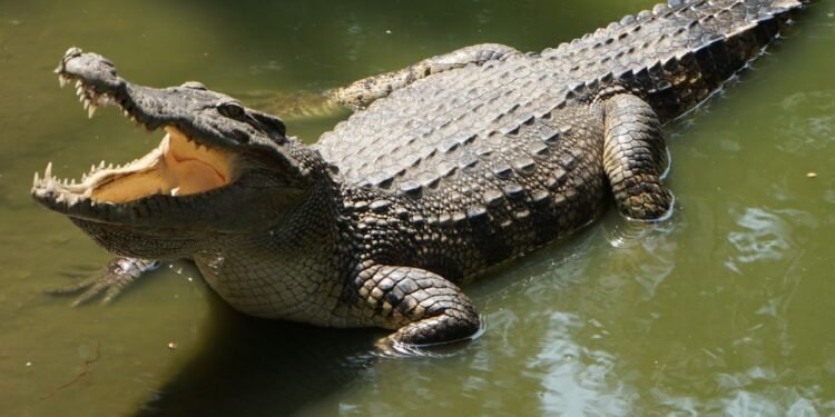 Elderly Farmer Fatally Attacked by Crocodile in Belgaum