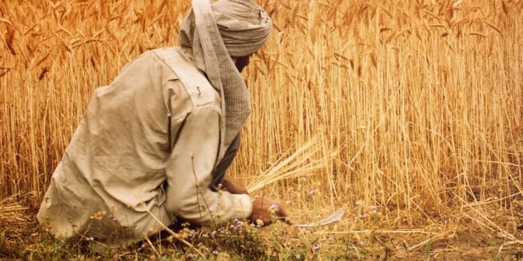 Relief funds for farmers affected by crop loss in Belgaum disbursed