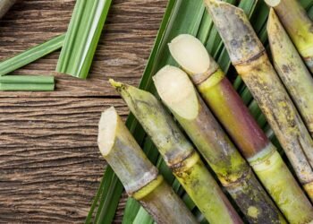 Belgaum Sugar Factories Instructed to Clear Farmer Arrears by June 25