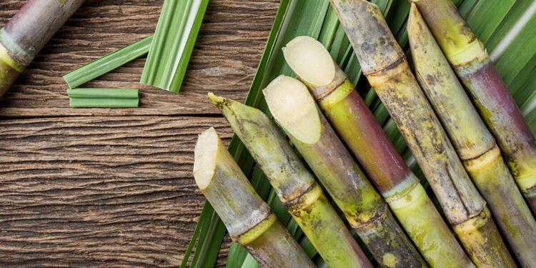 Belgaum Sugar Factories Instructed to Clear Farmer Arrears by June 25