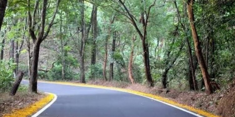 Drivers Demand Removal of Hazardous Trees on Jamboti-Khanapur Highway