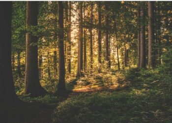 Illegal Entry and Partying in Bhimgad Wildlife Sanctuary Sparks Concerns