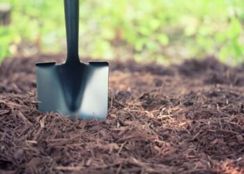 Kittur’s Shocking Find: Garden Graves Uncover Fetus Burials