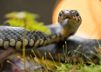 Snake Infestation Causes Significant Disruption in Belgaum