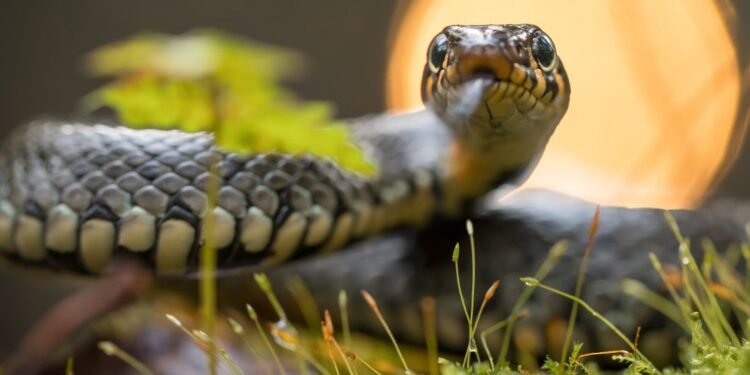Snake Infestation Causes Significant Disruption in Belgaum