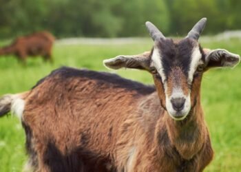 Baby Goat from Athani Produces Milk Without Pregnancy, Farmers Call It Divine Miracle