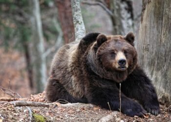 Farmer Survives Bear Attack in Khanapur, Villagers Fearful After Incident