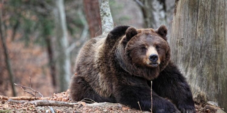 Farmer Survives Bear Attack in Khanapur, Villagers Fearful After Incident