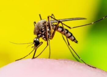 Health Advisory Issued Following Dengue Fever Death in Belgaum