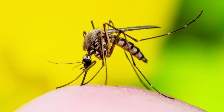 Health Advisory Issued Following Dengue Fever Death in Belgaum