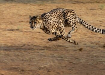 Reported Cheetah Sighting in Belgaum Revealed as Edited Video