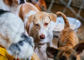 BCC set to Sterilize 22,000 Stray Dogs Amid Public Concerns