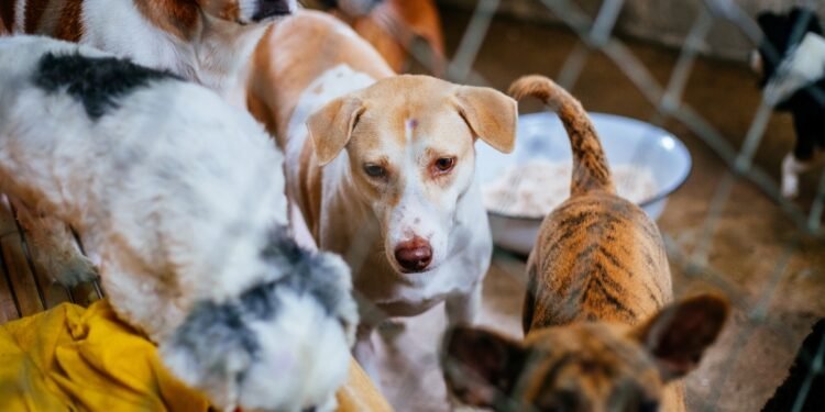 BCC set to Sterilize 22,000 Stray Dogs Amid Public Concerns