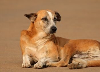 Belgaum Man Arrested in Goa for Killing Dog by Dragging It Behind Two-Wheeler