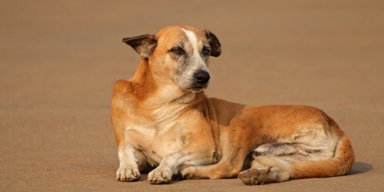 Belgaum Man Arrested in Goa for Killing Dog by Dragging It Behind Two-Wheeler
