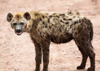 Belagavi forest officials propose state’s first Hyena sanctuary