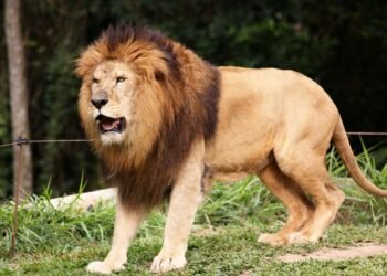 Forest Minister demands explanation after rumored lion escape at Belagavi Zoo