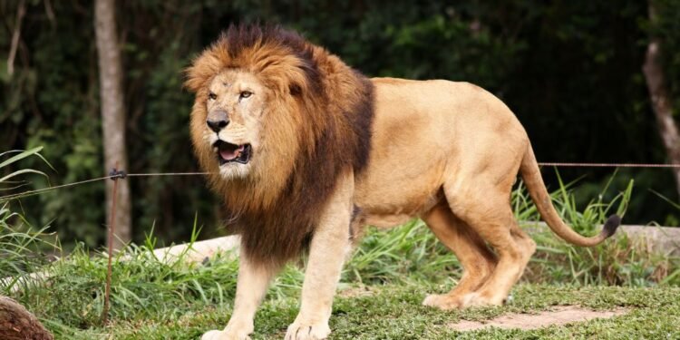 Forest Minister demands explanation after rumored lion escape at Belagavi Zoo