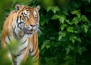 Belagavi’s mini zoo experiences increased footfall with the introduction of tiger safari