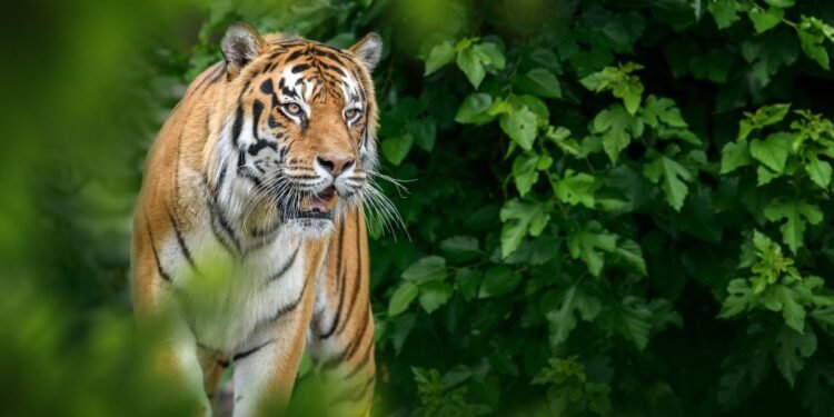 Belagavi’s mini zoo experiences increased footfall with the introduction of tiger safari