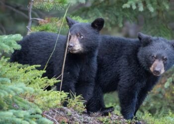 Farmer attacked by bears while heading to farm in Belagavi district, sustains injuries