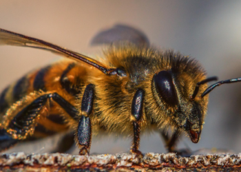 Belagavi forest officials injured in sudden honey bee swarm attack, one hospitalized