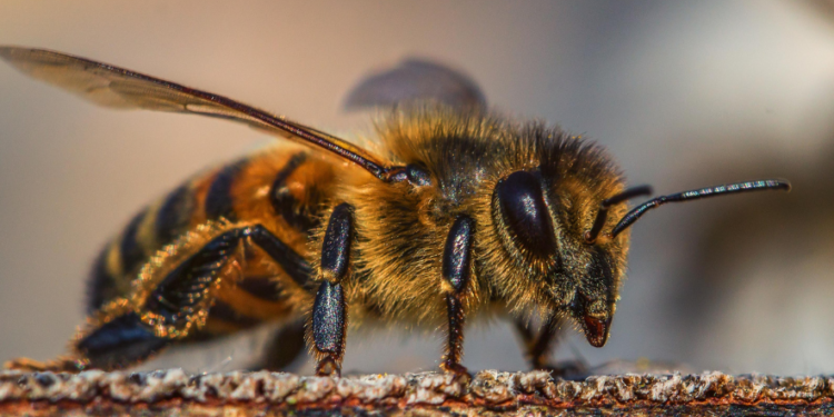 Belagavi forest officials injured in sudden honey bee swarm attack, one hospitalized