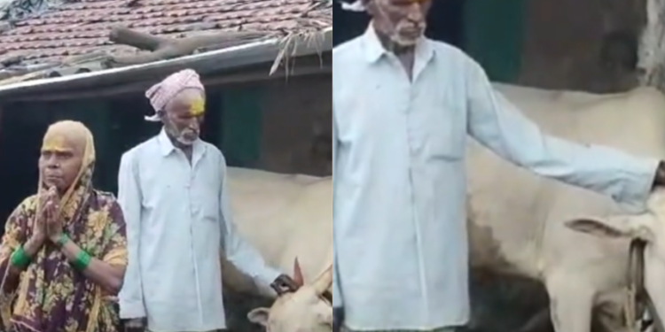 Farmer woman buys bull with Gruha Lakshmi Yojana funds in Gokak, Belagavi