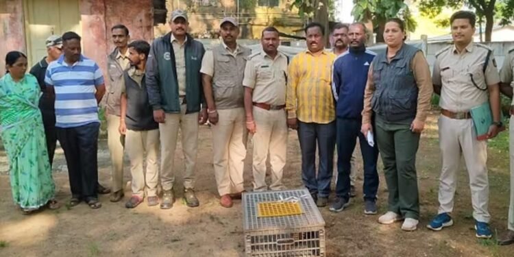 Forest Department cracks down on gang smuggling shelled pork to China, two arrested in Khanapur, Belgaum