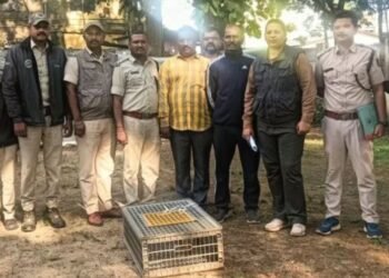 Cat smuggling operation busted in Khanapur taluka, two arrested