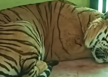 13-year-old tiger Shourya dies at Belagavi Zoo due to organ failure