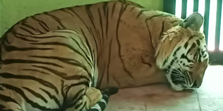 13-year-old tiger Shourya dies at Belagavi Zoo due to organ failure
