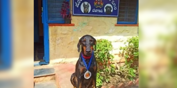 Belagavi Police Dogs grab 1st and 2nd place in explosives detection at state meet