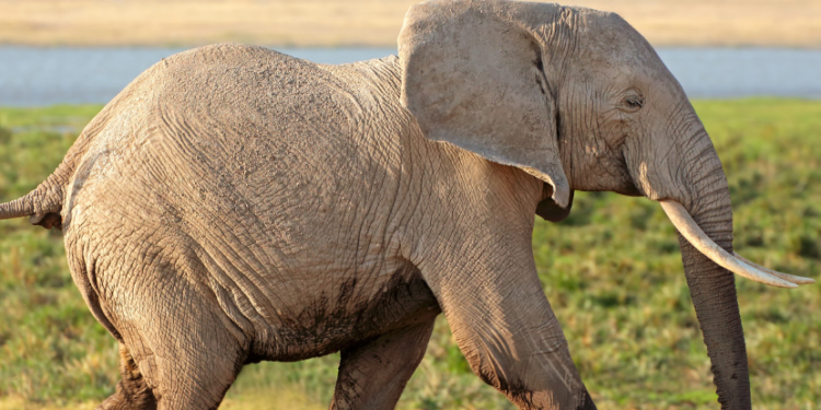 Karnataka Forest Department launches operation to curb elephant menace in Khanapur